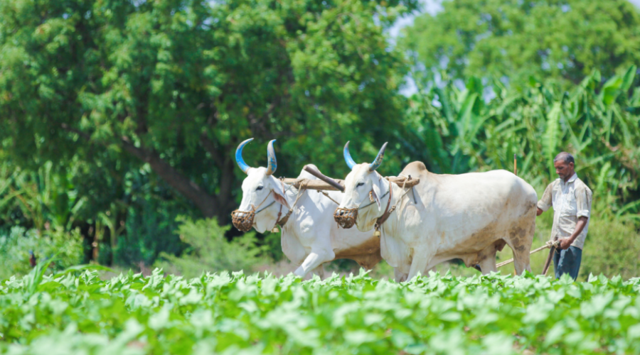 Ancient Wisdom, Modern Practices: Secrets of Traditional Organic Farming